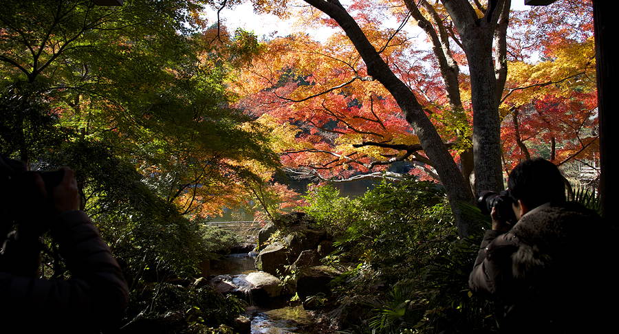 Trees in autumn