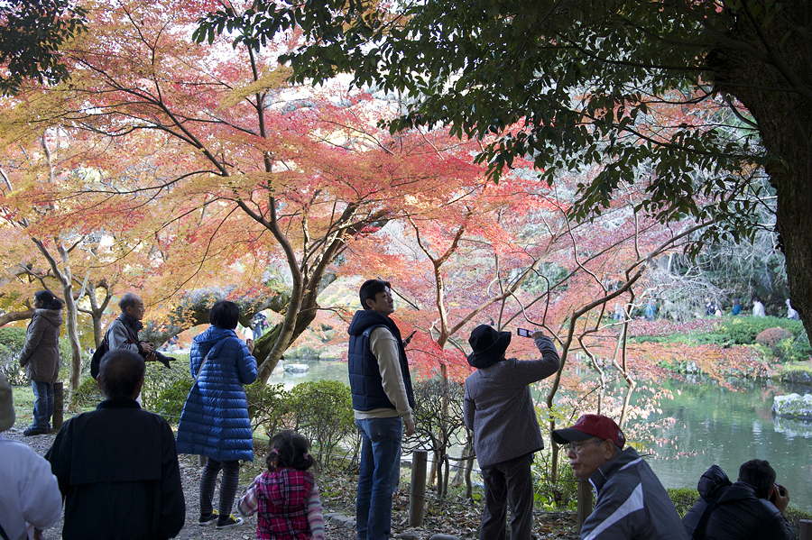 Trees in autumn