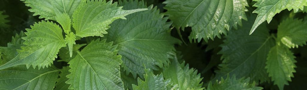 Green shiso from Japan