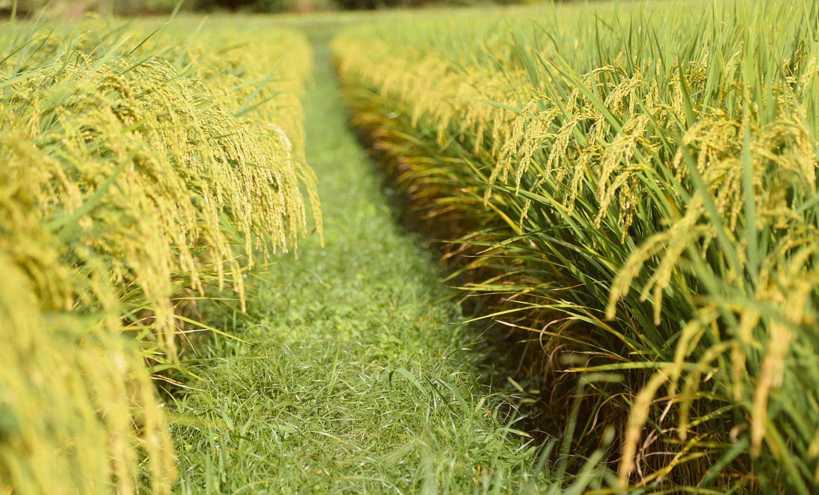 Which types of rice are suitable for sake making? | SUSHIYA sansaro